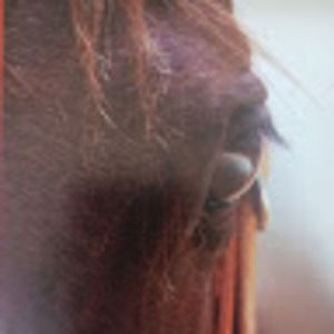 Meet your Posher, Joel